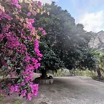 Terra Mia