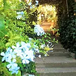 Delle Rose