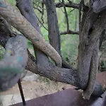 La Casa Sull\'Albero