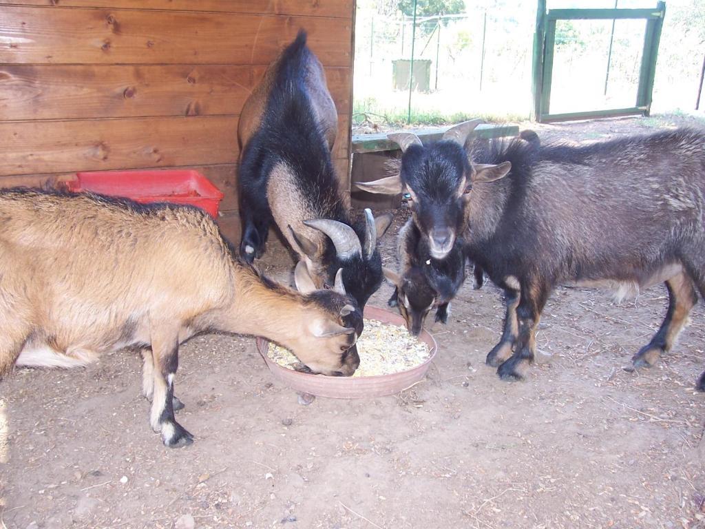 Arcobaleno Frühstückspension Cefalù