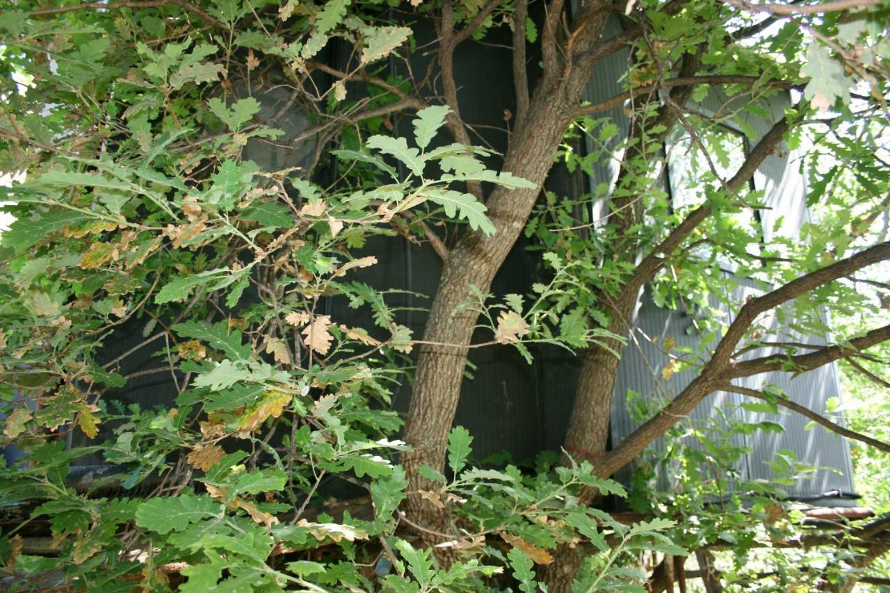 La Casa Sull'albero *