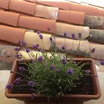 Gerani House
