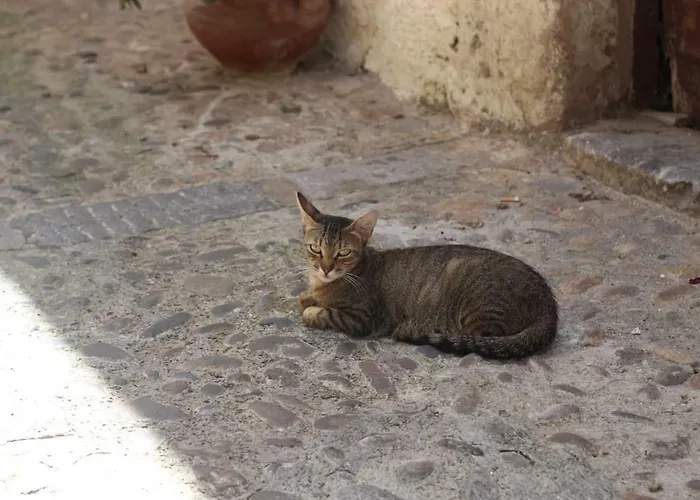 Dolce Aida
