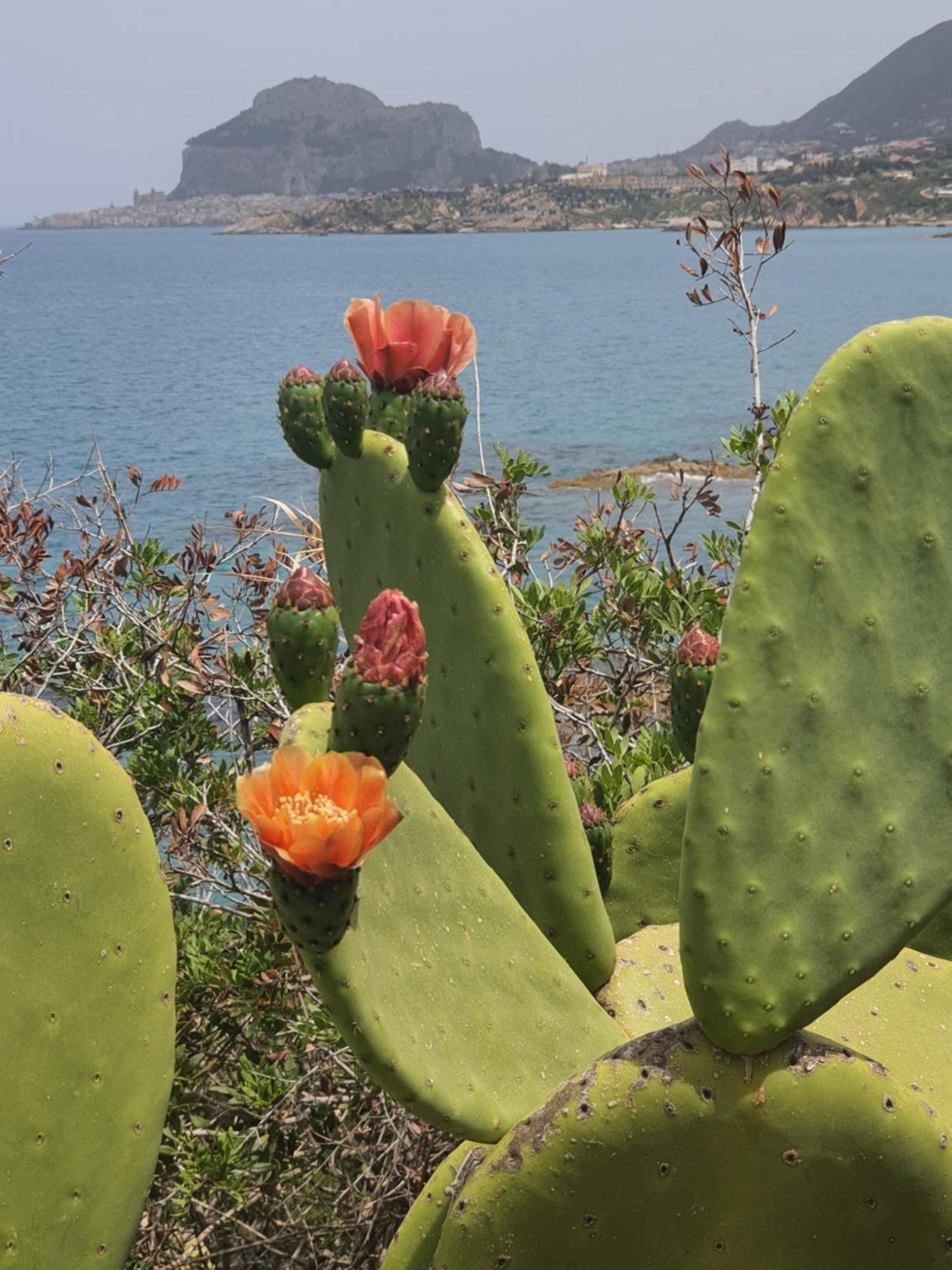 Ortensia * Cefalu