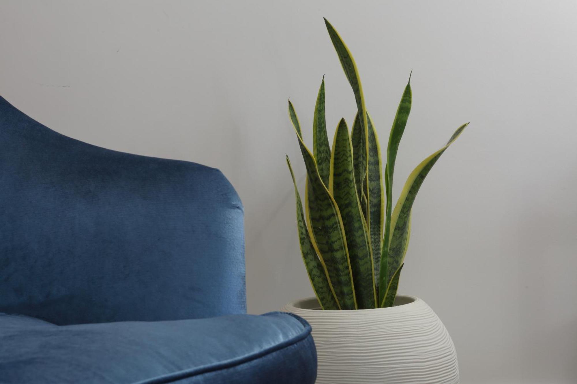 Apartment Agrodolce