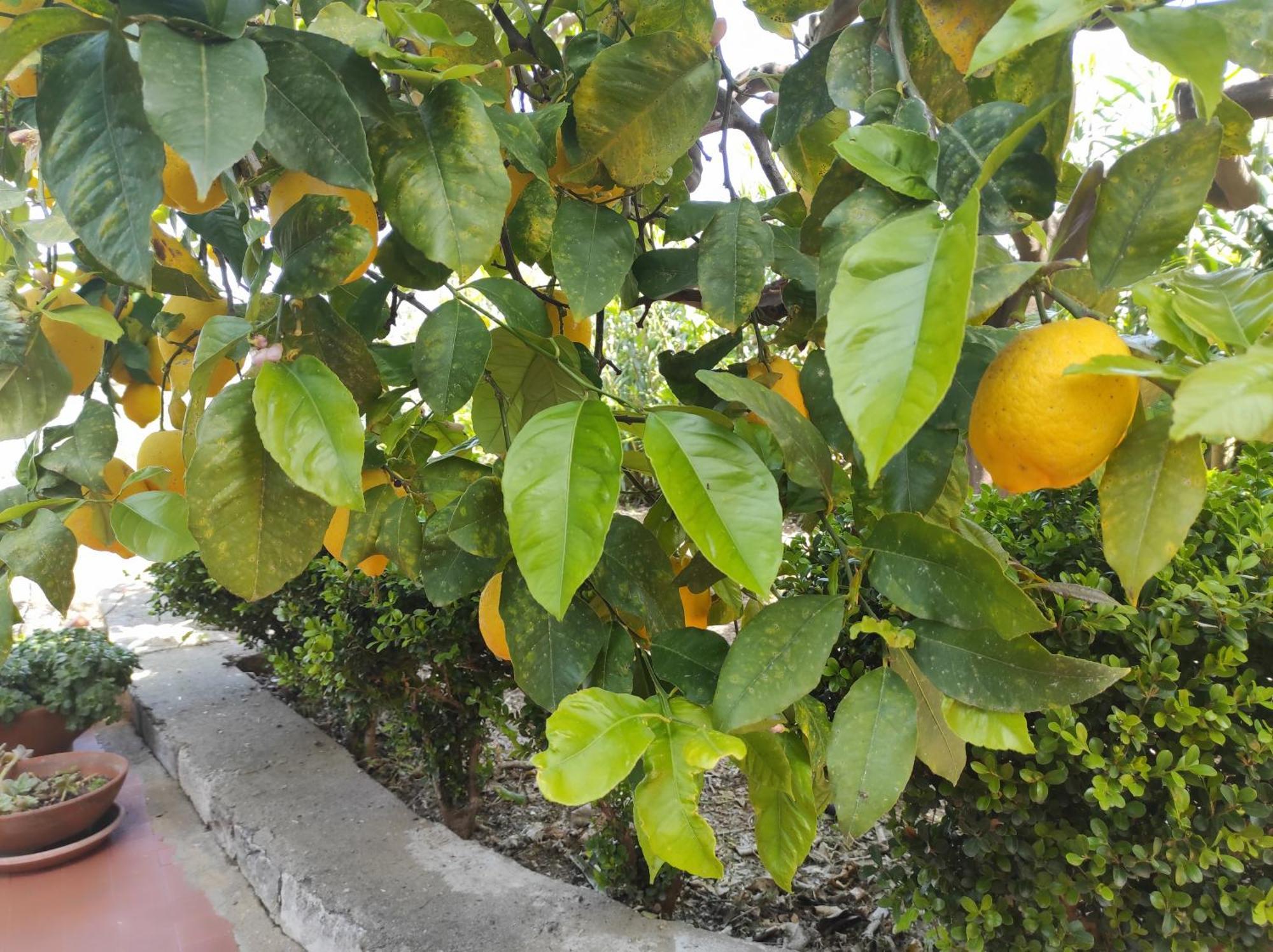 Lumachella