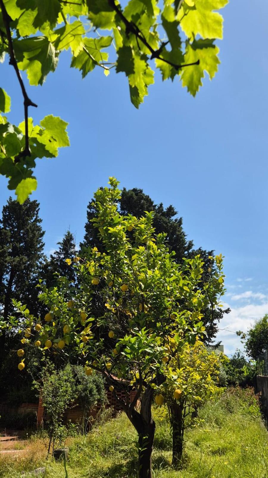 Belvedere Santa Lucia *