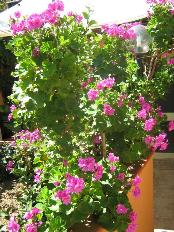 Terrazza Mimosa