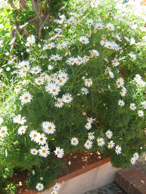 Apartamento Terrazza Mimosa
