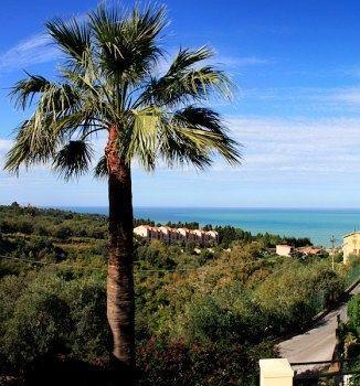 Bouganville