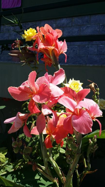 Casa vacanze Sweet House Of The Flowers *