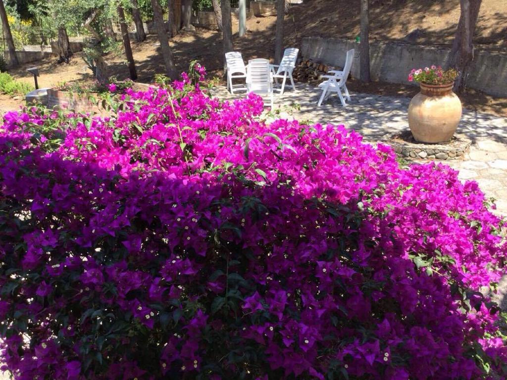 Bouganvilla * Cefalu