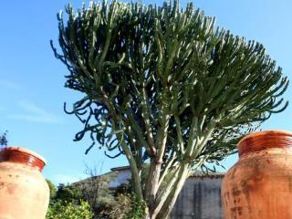 Bouganville Bed & Breakfast Cefalu